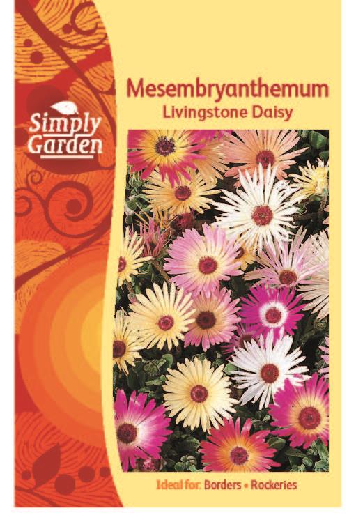 Mesembryanthemum Livingstone Daisy