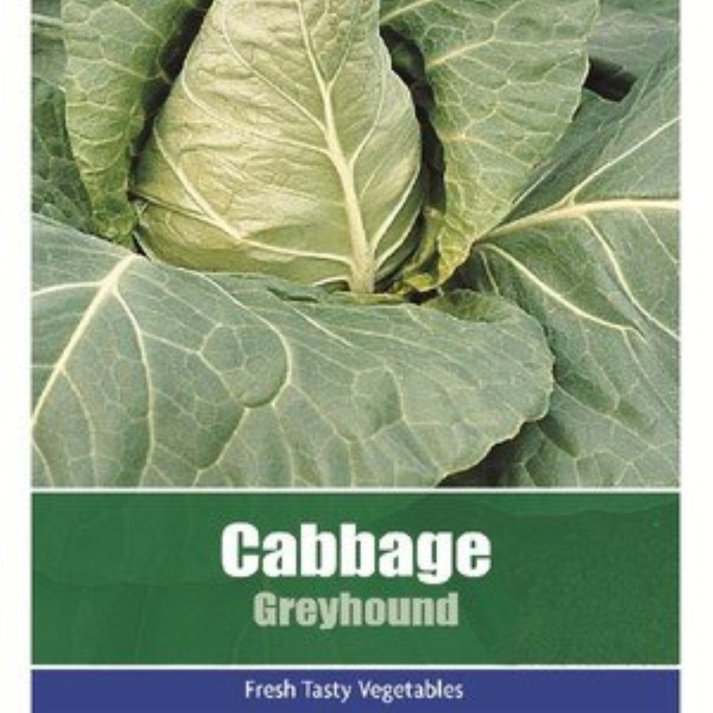 Cabbage: Greyhound Seeds