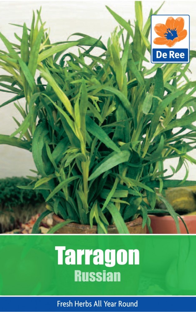 Tarragon: Russian Seeds