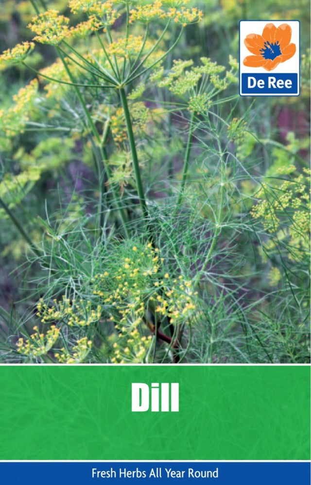 Dill Seeds
