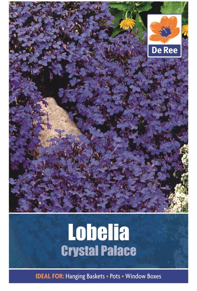 Lobelia: Crystal Palace Seeds