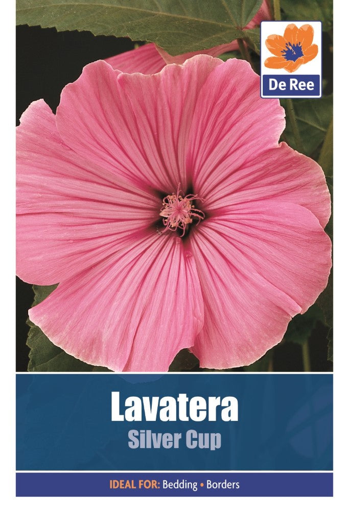 Lavatera: Silver Cup Seeds