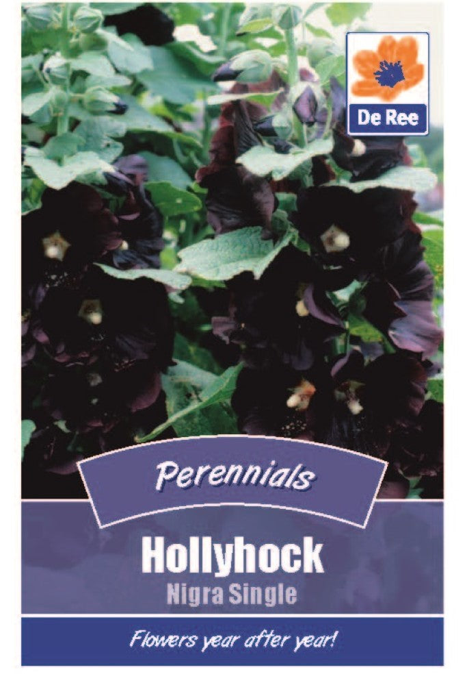 Hollyhock: Nigra Single Seeds