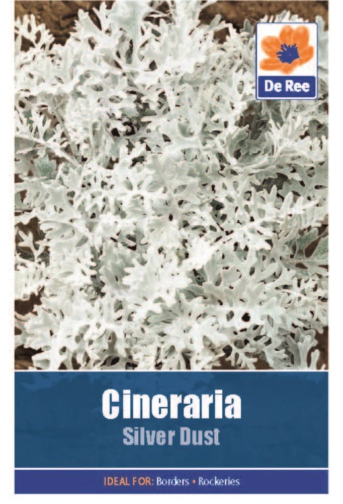 Cineraria: Silver Dust Seeds