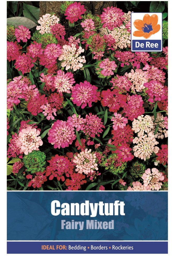 Candytuft: Fairy Mixed Seeds