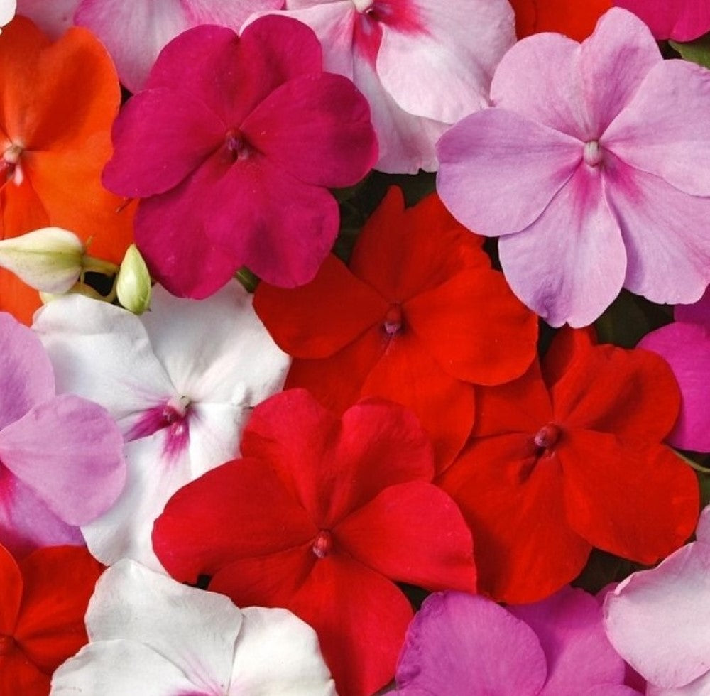 Impatiens: Walleriana Mixed Seeds