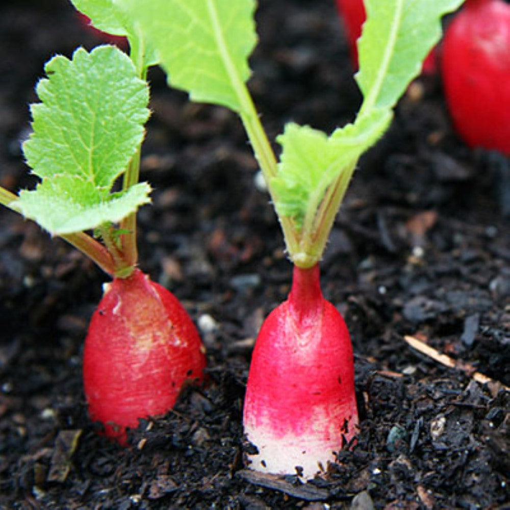 Radish: French Breakfast Seeds