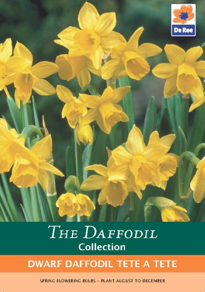 Dwarf Daffodil Tete a Tete Bulbs