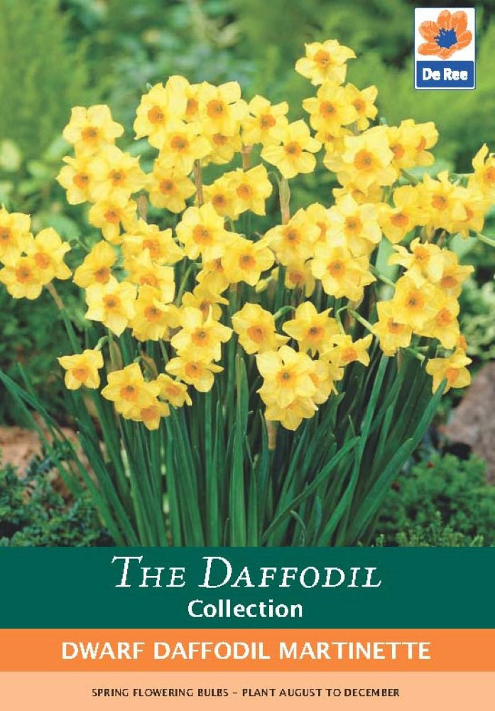 Dwarf Daffodil Martinette Bulbs