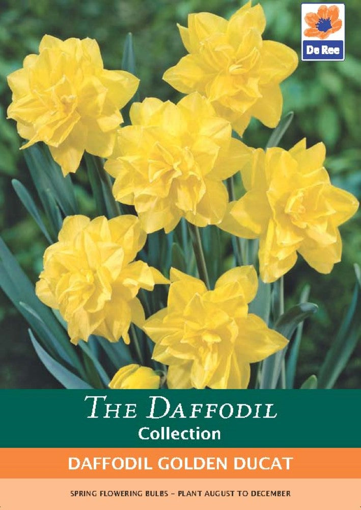 Daffodil Golden Ducat Bulbs