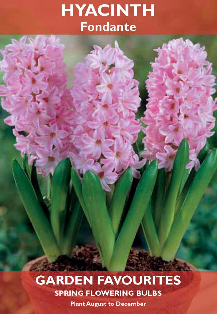 Hyacinth Fondante Spring Flowering Bulbs
