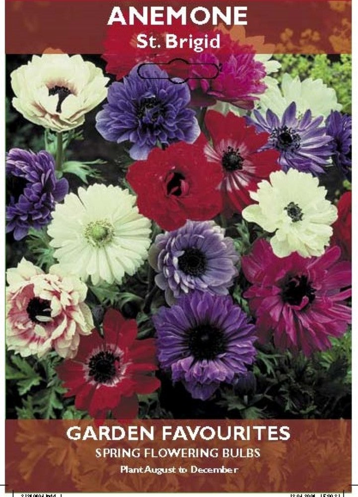Anemone St Brigid Bulbs