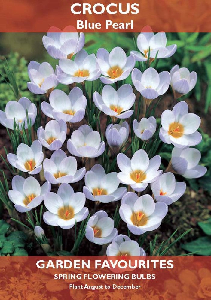 Crocus Blue Pearl Bulbs