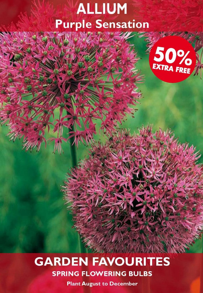 Allium Purple Sensation Bulbs