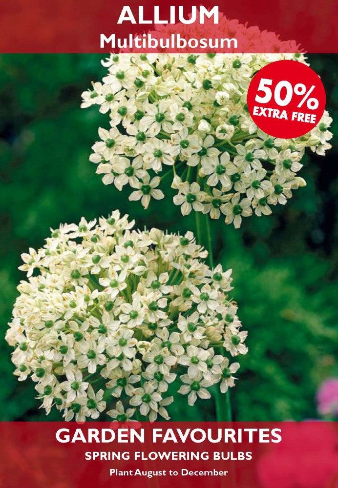 Allium Multibulbosum Bulbs