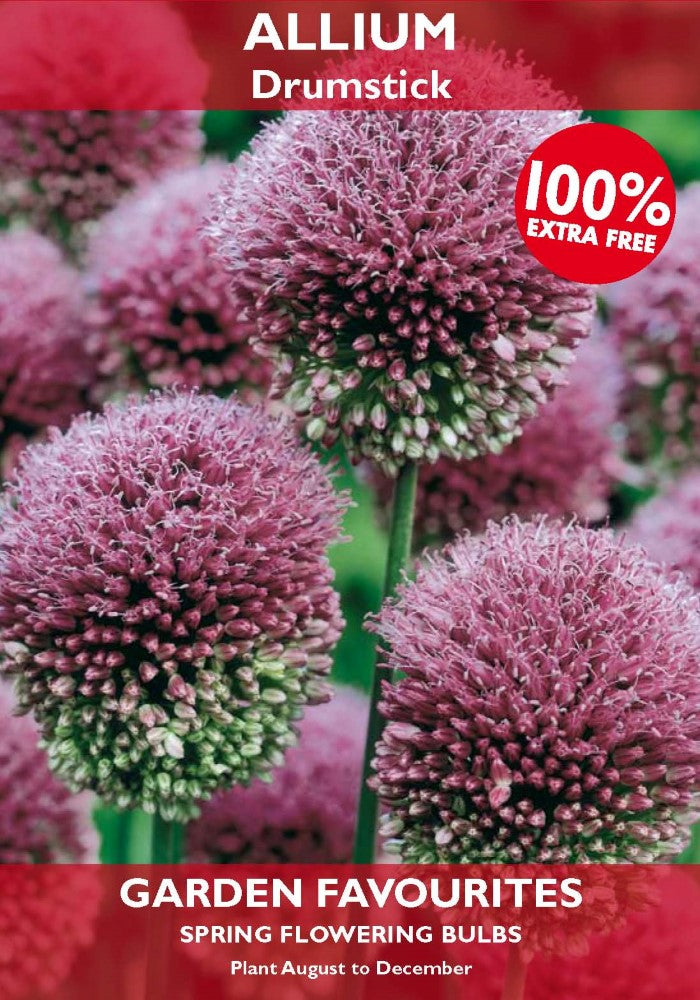 Allium Drumstick Bulbs