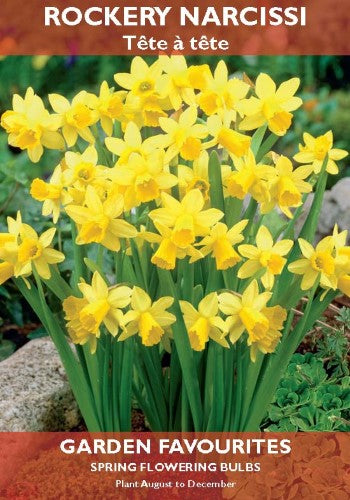 Rockery Narcissi Tete a Tete Bulbs