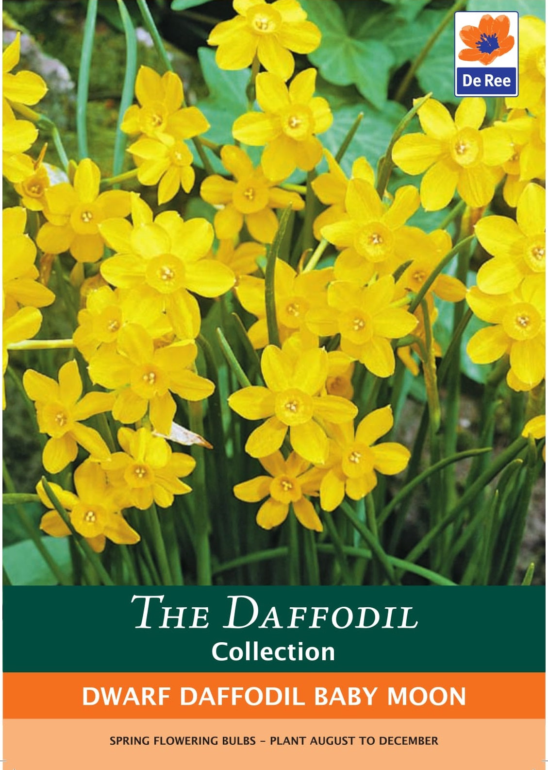 Dwarf Daffodil Baby Moon Bulbs