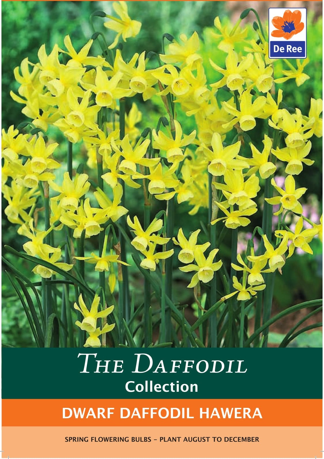 Dwarf Daffodil Hawera Bulbs