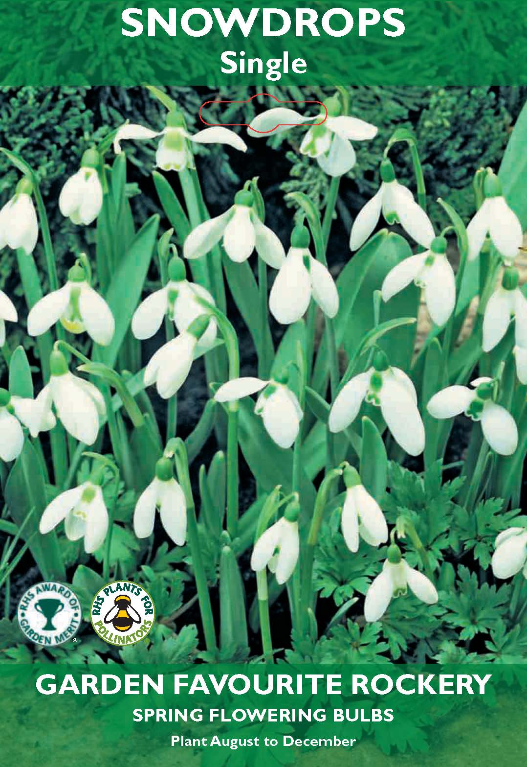 Snowdrops Single Bulbs