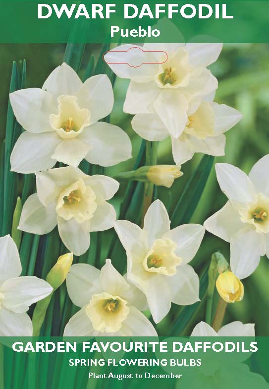 Dwarf Daffodil Pueblo Bulbs