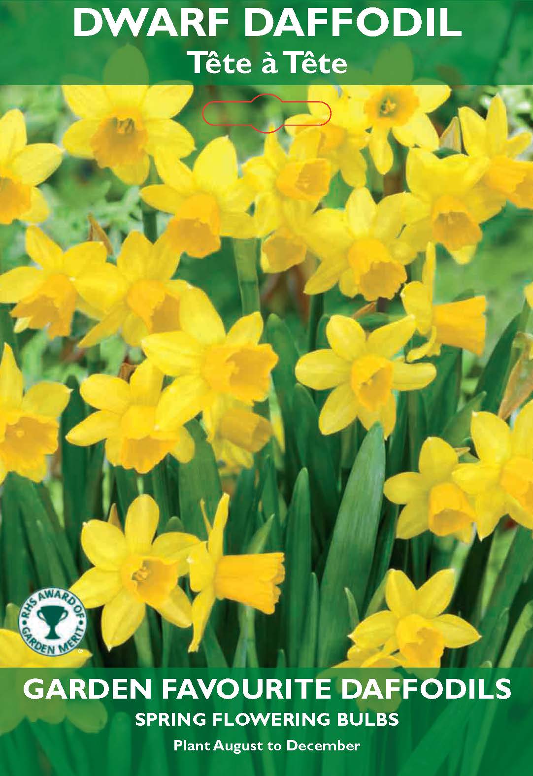 Dwarf Daffodil Tete a Tete Bulbs