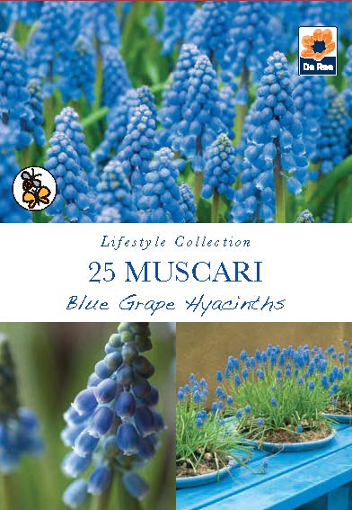 Muscari Blue Grape Hyacinth Bulbs