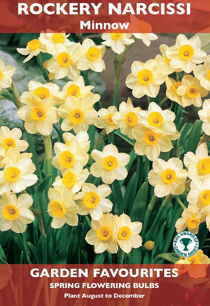 Rockery Narcissi Minnow Bulbs