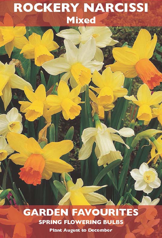 Rockery Narcissi Mixed Bulbs