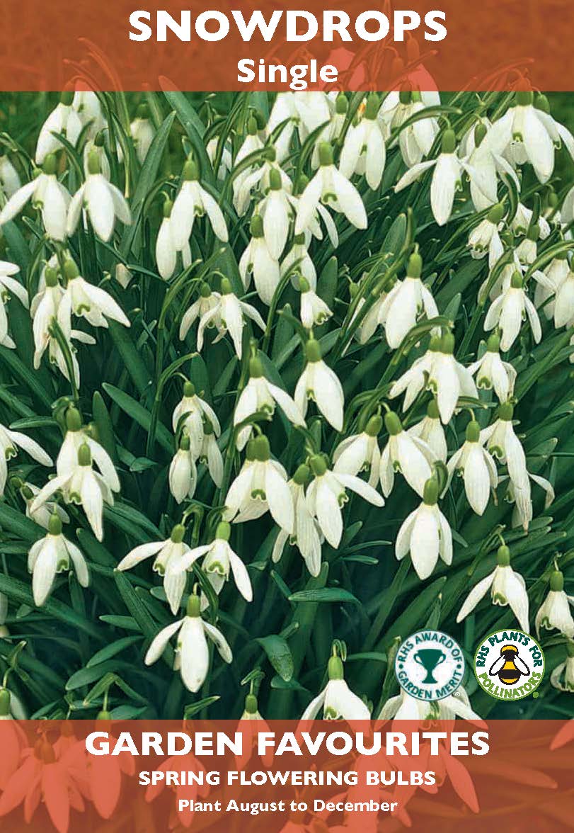 Snowdrops Single Bulbs