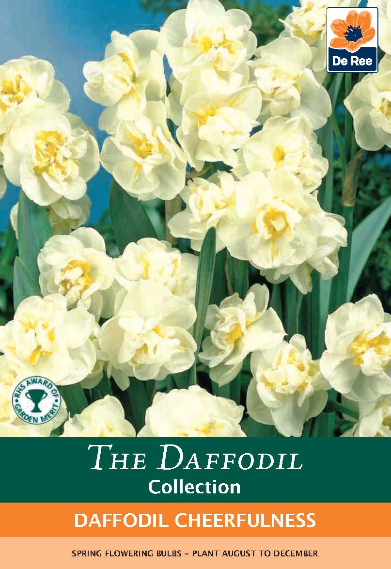 Daffodil Cheerfulness Bulbs