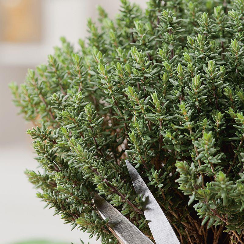 Thyme