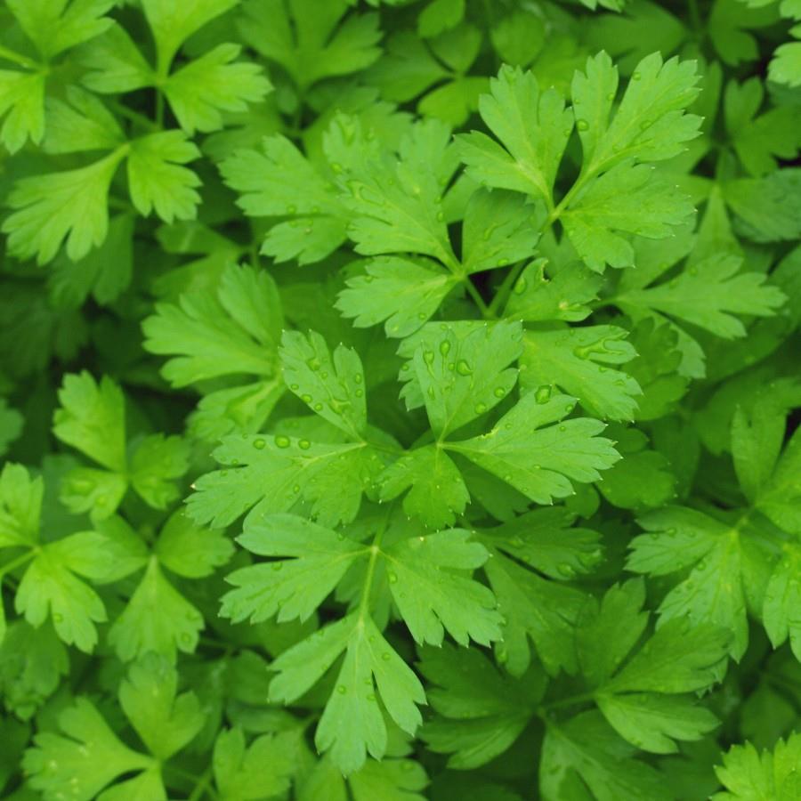 Parsley Plain Leaved