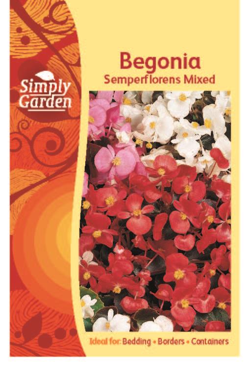 Begonia Semperflorens Mixed