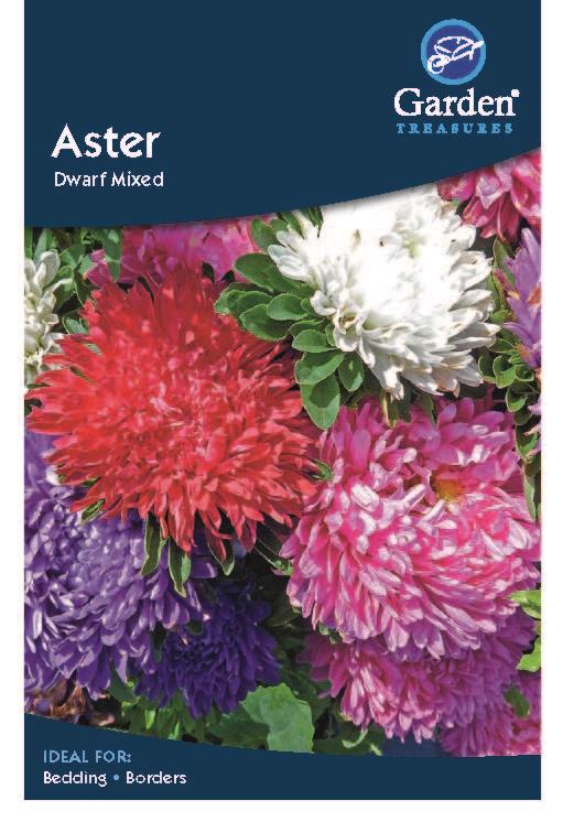 Aster Dwarf Mixed