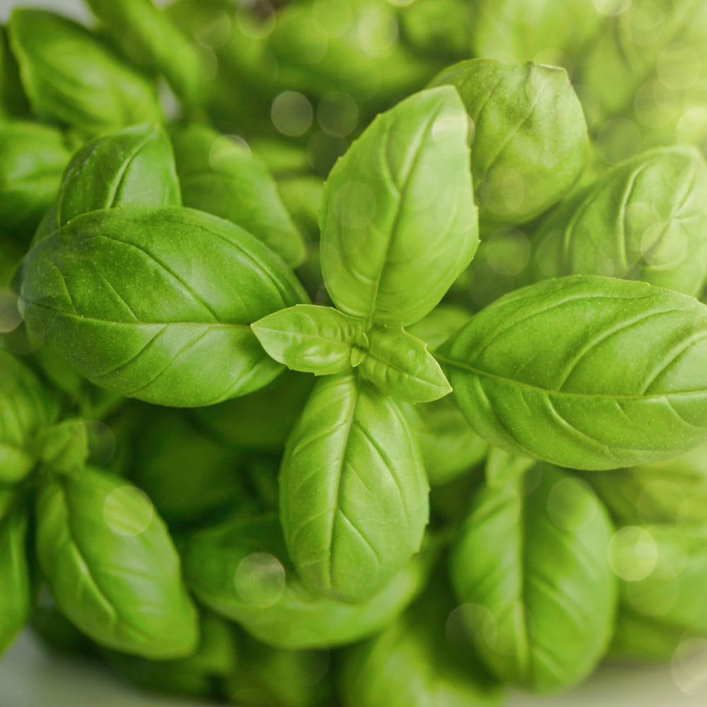 Sweet Basil