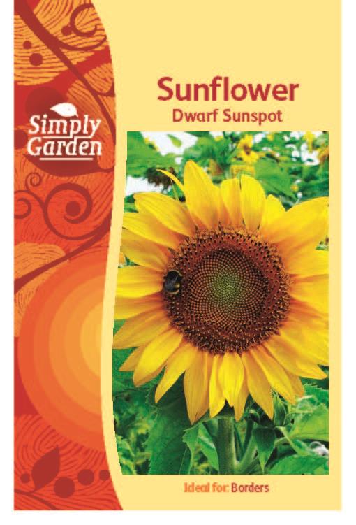 Sunflower Dwarf Sunspot
