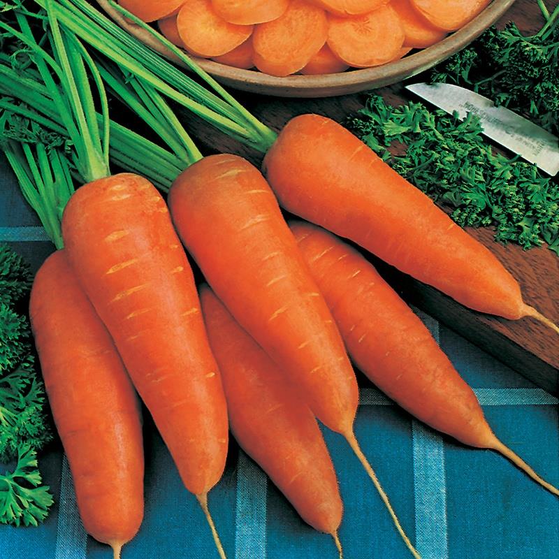 Carrot Chantenay Red Cored