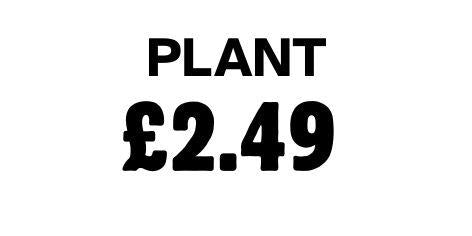 Plant 2.49