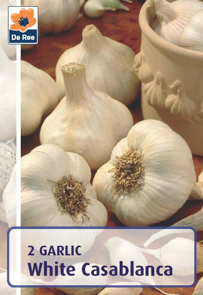 Garlic White Casablanca