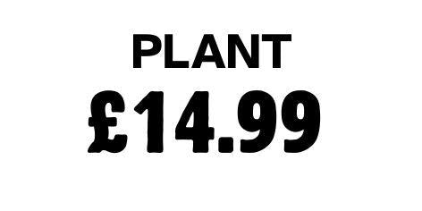 Plant 14.99