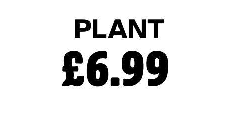 Plant 6.99