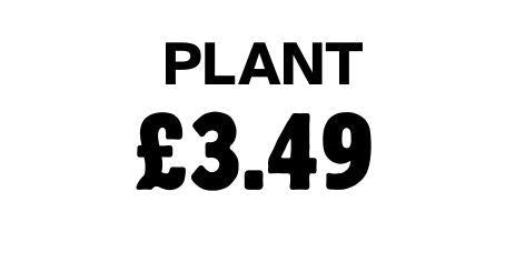 Plant £3.49