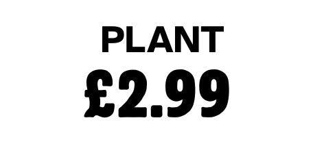 Plant 2.99
