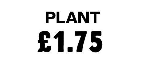 Plant 1.75