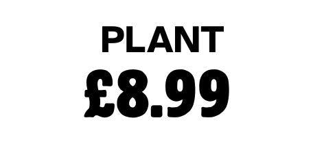 Plant 8.99