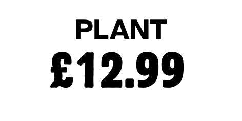 Plant 12.99
