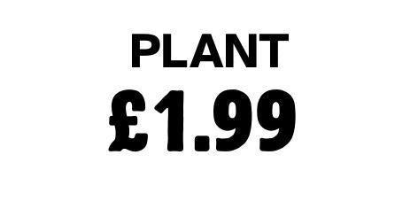 Plant 1.99