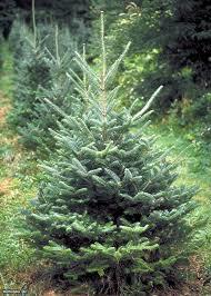 Green Tag Real Tree