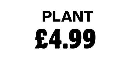 Plant 4.99